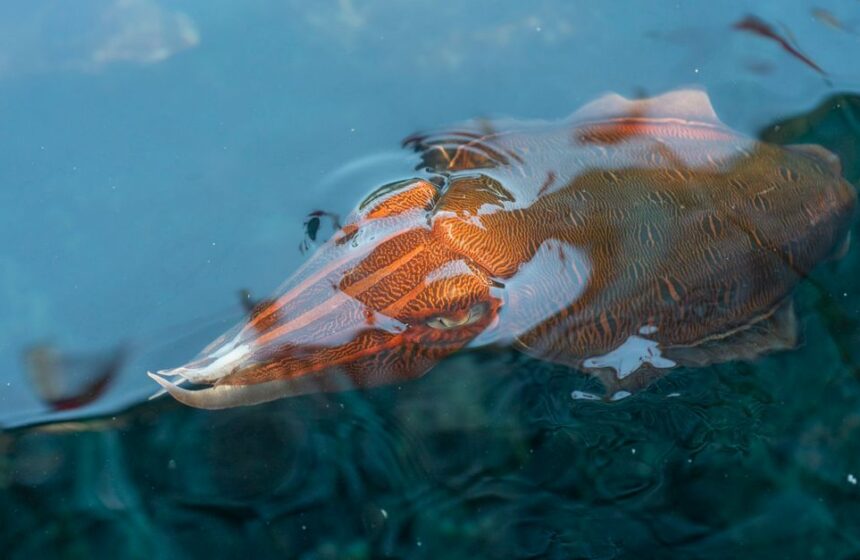 Email Sender Name Best Practices editorial image for squid email.