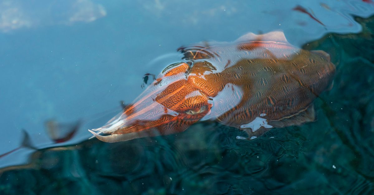 Email Sender Name Best Practices editorial image for squid email.