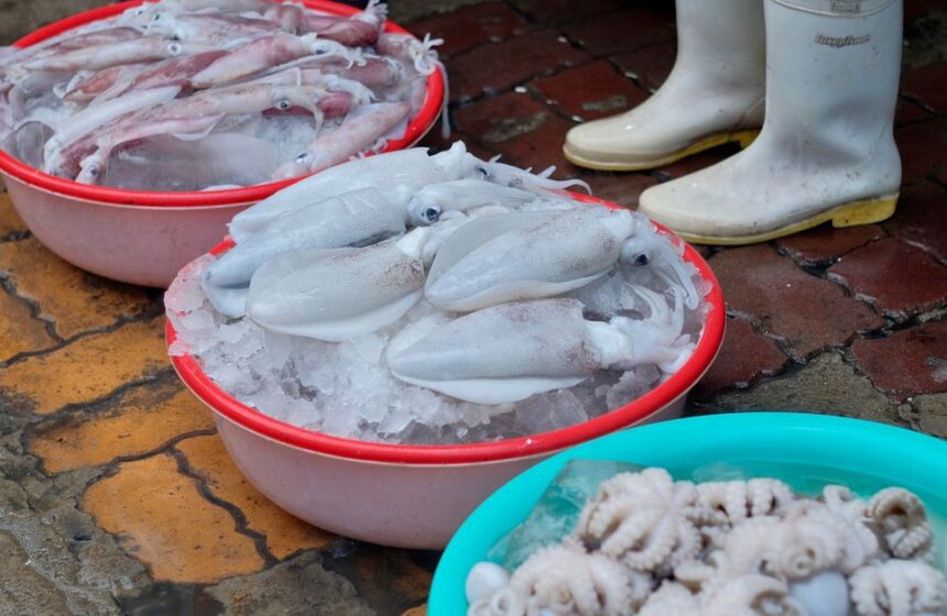 Campaign Preflight Checks editorial image for squid email.