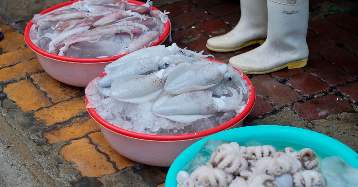Campaign Preflight Checks editorial image for squid email.